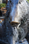 Sanglier