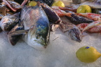  DSC0008