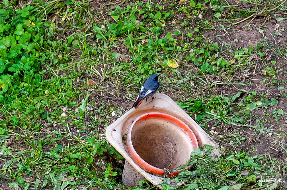 _D035445.jpg