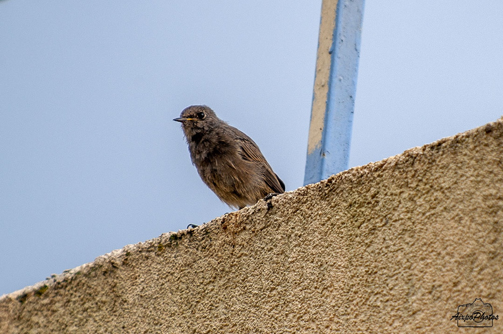 _D038585.jpg