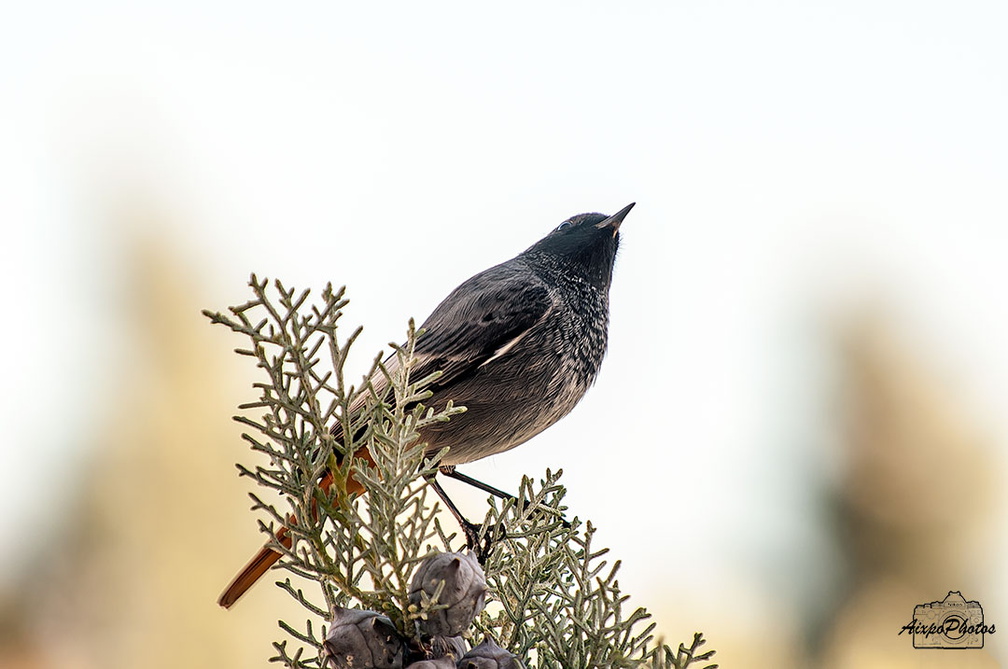 _D706070.jpg