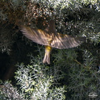  D707448